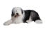 Ein heranwachsender traditioneller schwarz-weißer alter englischer schäferhund, der seine fransen zur schau stellt