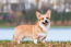 Ein wunderschöner pembroke welsh corgi, der seine kurzen beine und seinen schönen, langen körper zur schau stellt