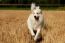 Ein wunderschöner pyrenäenberghund, der über ein feld galoppiert