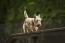Ein schottischer terrier, der sich an den agiligy-geräten austobt