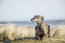 Ein ausgewachsener whippet, der ordentlich auf den sanddünen liegt