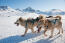 Grönland-hundeschlittenfahrt