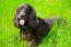 Irischer-wasser-spaniel-liegend-legen