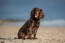 Sussex-spaniel-strand