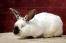 Kalifornisches kaninchen auf einer holzplattform.