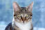 DraGon li katzenporträt mit intensiven augen