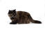 Schildpatt persian smoke cat seitenprofil vor weißem hintergrund
