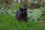 Eine schwarze tiffanie-katze, die durch den garten streift