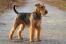 Ein aufrecht stehender airedale-terrier, der auf ein kommando seines besitzers wartet