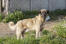 Ein schöner anatolischer schäferhund, der seinen wunderschönen, kräftigen körper zur schau stellt