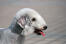 Eine nahaufnahme der schönen weißen haare und der spitzen nase eines bedlington terriers
