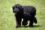 Der schöne, lange körper eines schwarzen russischen terriers und seine riesigen pfoten