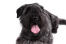 Das hübsche gesicht eines bouvier des flandres im liegen