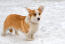 Ein gesunder erwachsener cardigan welsh corgi genießt die Snow