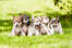 Fünf wunderbare chinese crested's sitzen eng beieinander