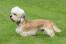 Ein gesunder männlicher dandie dinmont terrier mit einem schönen langen, weichen fell