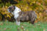 Eine wunderschöne englische bulldogge, die ihr wunderschönes, faltiges fell zur schau stellt
