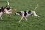 Ein grosser englischer foxhound mit muskulösem körper und tollem geruch