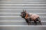 Eine erwachsene französische bulldogge, die auf einer treppe steht