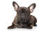 Das hübsche, zerknitterte gesicht und die großen, spitzen ohren einer jungen französischen bulldogge