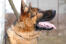 Eine nahaufnahme des schönen, dichten, weichen fells eines deutschen schäferhundes