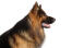 Ein erwachsener deutscher schäferhund mit einem langen, schwarzen und fuchsfarbenen fell