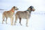 Zwei wunderbare irische wolfshunde, die sich in der Snow