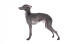 Ein hübscher kleiner italienischer windhund mit schönem, kurzem, grauem haar