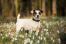 Ein wunderbarer jack russell terrier, der aufrecht steht und seinen schönen, kurzen körper zur schau stellt