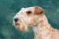 Eine nahaufnahme des schönen, gepflegten bartes eines lakeland terriers