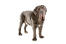 Ein gesunder erwachsener neapolitanischer mastiff, der seinen großen, faltigen körper zur schau stellt