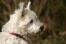 Ein hübscher kleiner norwich terrier mit dickem weißen fell und spitzen ohren