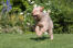 Ein gesunder erwachsener otterhund, der über das gras springt
