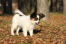 GorGeous papillon genießt den herbstwald