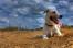 Eine nahaufnahme des schönen drahtigen fells eines parson russell terriers