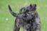 Ein hübscher kleiner picardischer schäferhundwelpe mit einem struppigen braunen bart