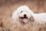Ein komondor mit kurzem, lockigem, weißem fell, der im gras spielt