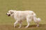 Ein pyrenäenberghund, der spazieren geht, mit einem langen, dichten weißen fell