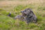 Ein schöner, drahtbewehrter schottischer hirschhund liegt im gras