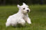 Ein wunderbarer kleiner sealyham-terrier-welpe, der über das gras hüpft
