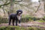 Ein gesunder erwachsener spanischer wasserhund, der aufrecht steht und seinen wunderbaren körperbau zur schau stellt