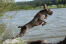 Ein gesunder erwachsener spinone italiano, der ins wasser springt