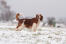 Ein welsh springer spaniel, der sein schönes, langes, braunes fell zur schau stellt