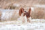 Ein hübscher kleiner welsh springer spaniel mit einer schönen, weiß-braunen rute