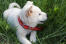Korean-jindo-welpe