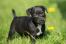 Patterdale-terrier-welpe