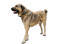 Türkisch-kangal-weißer hintergrund