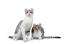 Ein paar aufmerksamer amerikanischer lockenkatzen vor einem weißen hintergrund