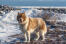 Ein hübscher kanadischer eskimohund in der wildnis