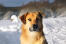ChiNook hund gesicht nahaufnahme in der Snow